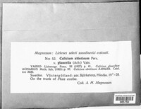 Calicium abietinum image